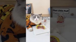 That Little Puff Tiktok Compilation