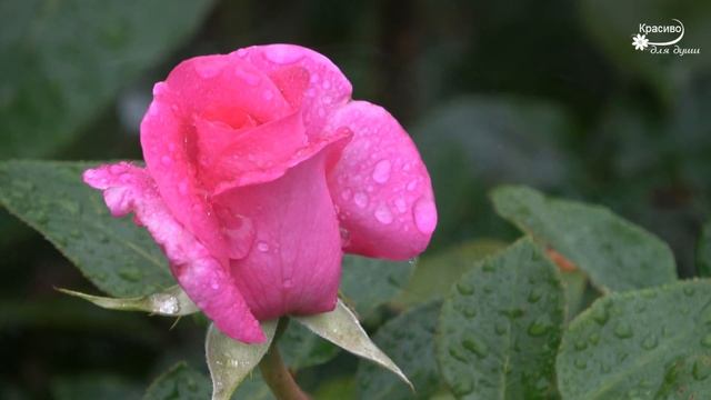 «КАПЕЛЬКИ РОСЫ НА ЛИСТОЧКАХ» Красивое видео, а музыка необыкновенная Calm RELAX смотреть онлайн