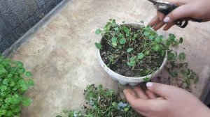 КАМПАНУЛЫ. Вам интересны их СЕКРЕТЫ ??