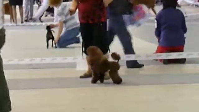 1 23.06.12г. МОНО кор. той сука кл. юниоров смотреть онлайн