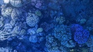 Египет | Шарм Эль Шейх в начале декабря| Бухта Наама Бэй | Экскурсия на лодке с прозрычным дном