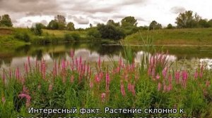 Плакун трава: что за растение, описание, полезные свойства