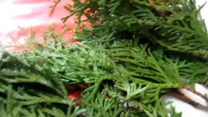 Черенкование туи лёгким способом. Цитокининовая паста.