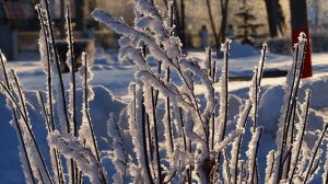 Город в инее, Муром, 3 февраля 2021, City in hoarfrost, Murom, February 3, 2021