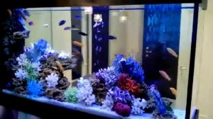 Дизайн аквариума в интерьере псевдоморе на просвет