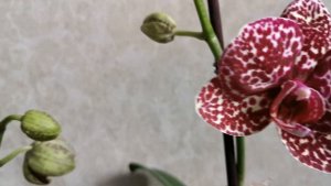 Сравнение. Орхидея "Дикий кот". Голландец "и" Азиат ".