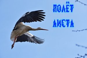 Полёт Аиста.