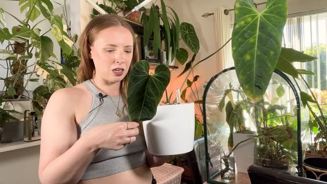 Full Anthurium Collection Tour | 50+ Plants From Common To ULTRA Rare