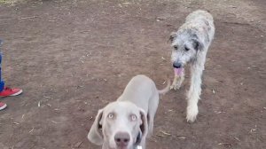 Connor the Irish Wolfhound pup vs. Weimaraner