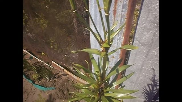 Лилии. Как за сезон вырастить букет смотреть онлайн