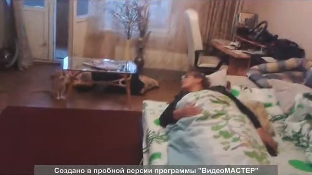 домашний дельфин смотреть онлайн