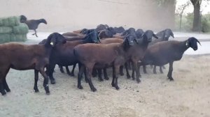 +77017224679 Анвар Рустемов.  Гиссарские овцы.