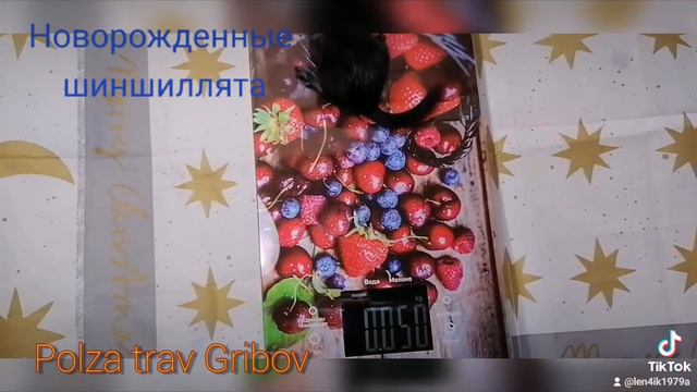 Новоржднные шиншиллята, взвешиваем малышей смотреть онлайн