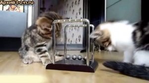 ТЗН. Котята-физики исследуют «Колыбель Ньютона»