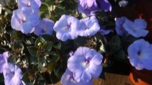 Ахименесы Blue Swan, Forget Me Not, Ever Blue