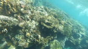 снорклинг вьетнам нячанг острова хон мун, хон  мот