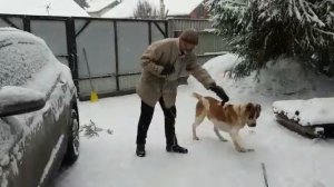 Алабай - порода собак или, скорее, кошек?