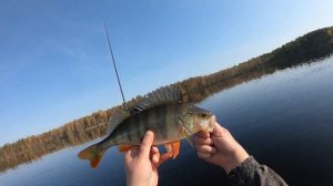 эхолот deeper pro+/камера CALYPSO/ Поиск хищника на озере