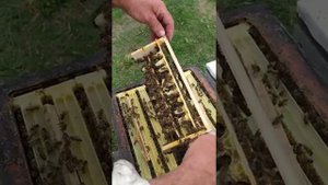 Определение количества и качества маточников для будущих отводков. Альпийский улей пасека Хомич.