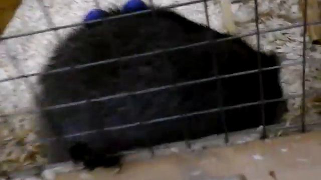 В гостях у животных я в контактном зоопарке ))) смотреть онлайн