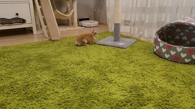 Маленький кролик дружно живет с Котами в одной квартире смотреть онлайн