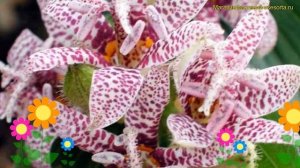Трициртис коротковолосистый. Краткий обзор, описание характеристик tricyrtis hirta