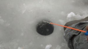 Белоярка 14 02 2022. Ловля подлещика на чертика