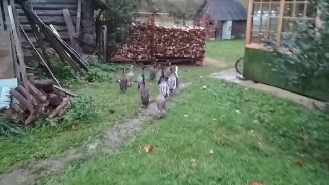 Утки индийские бегуны смотреть онлайн