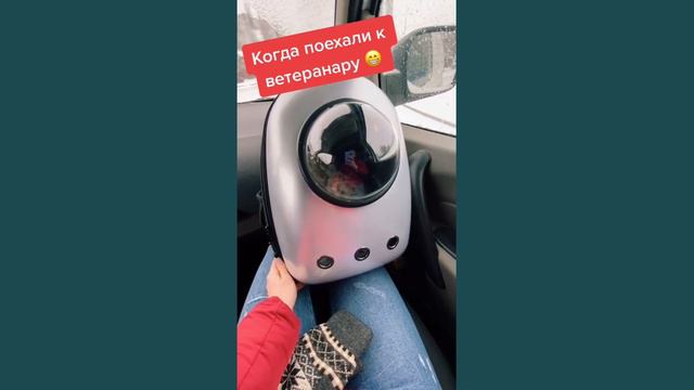 Забавные зверята, кот любит людей! Милые животные.