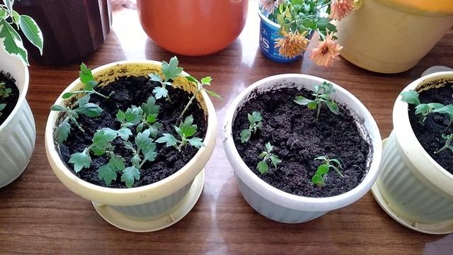 Результат укоренения черенков хризантемы мультифлора осенью))) смотреть онлайн