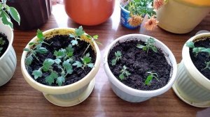 Результат укоренения черенков хризантемы мультифлора осенью)))