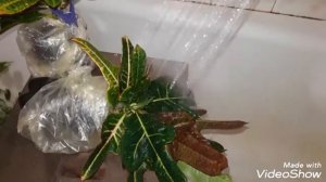 Подготовка растений к зиме. Осенние хлопоты. Обработка растений.