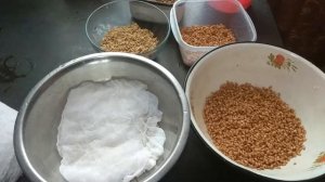 Как прорастить пшеницу, чечевицу и овес
