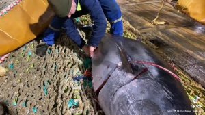 фарерские острова рыбалка