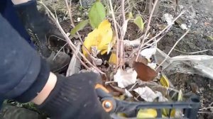 Маточный корень у малины