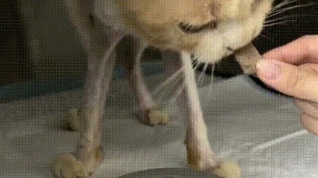 ? Маленький котёнок был ХУДОЙ как лист бумаги... Он просил еды и любви.. смотреть онлайн