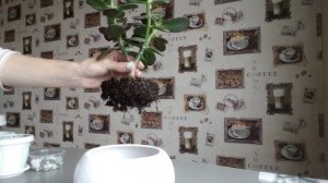 Денежное дерево. Пересадка и прищипывание верхушки.