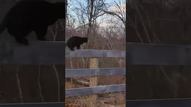 ДомашниеПитомцы