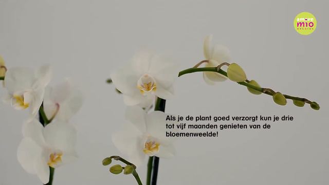 Phalaenopsis Multiflora White смотреть онлайн