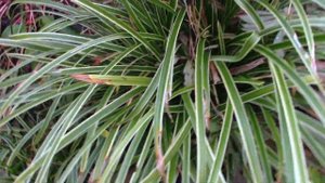 Подскажите,что за растение,то-ли осока,то-ли хоста....Сливы наросло уже не вёдрами,а тачками....