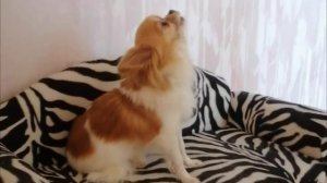 Чихуахуа Маргаритка воет как волк