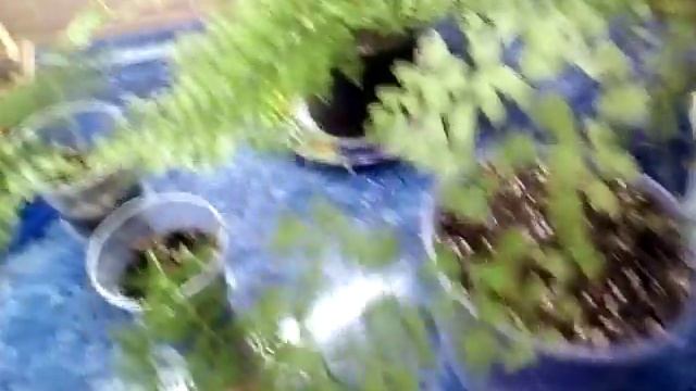 Папоротники - комнатные растения смотреть онлайн