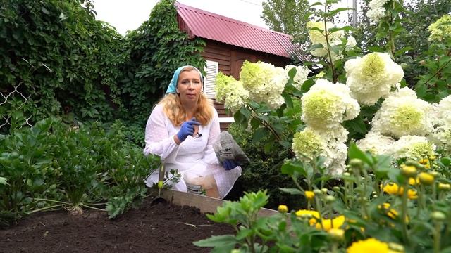 Что посеять в августе?
