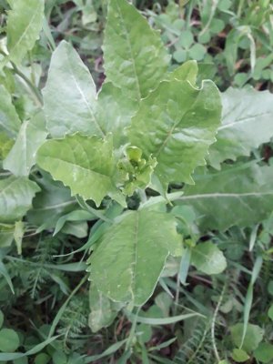 113. Гулявник волжский - Sisymbrium volgense