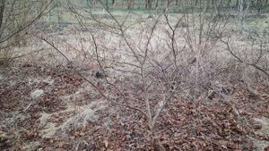 Как сделать из дички фундука привитое одноствольное дерево...