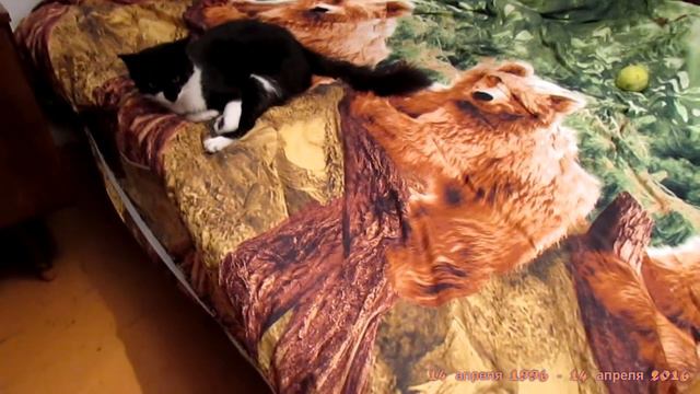 Кошка Пушинка младшая Юбилейный mix смотреть онлайн