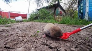 Слепыш редкие кадры! Слепыш в огороде - поймали, изучили
