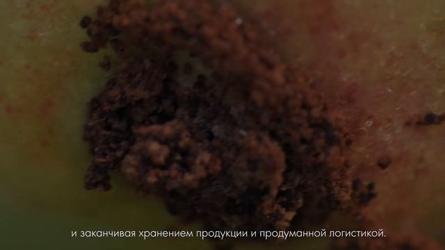 Промышленное садоводство России