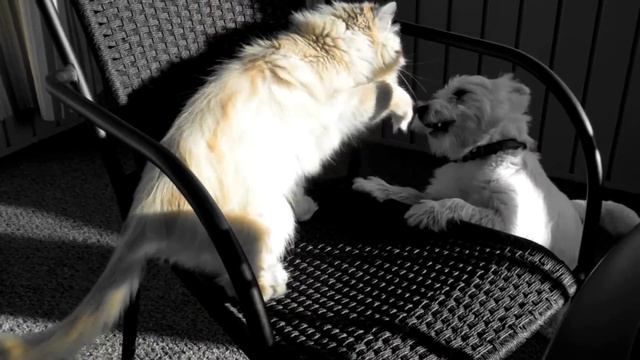 Cat Pummels Dog: Himalayan Persian vs. West Highland White Terrier смотреть онлайн