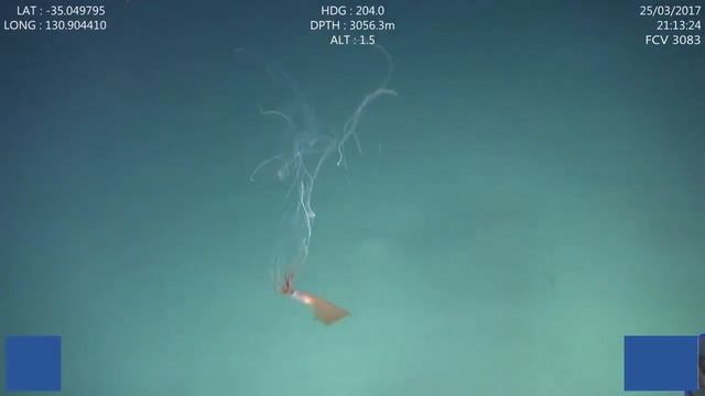 Кальмар с гигантскими щупальцами смотреть онлайн